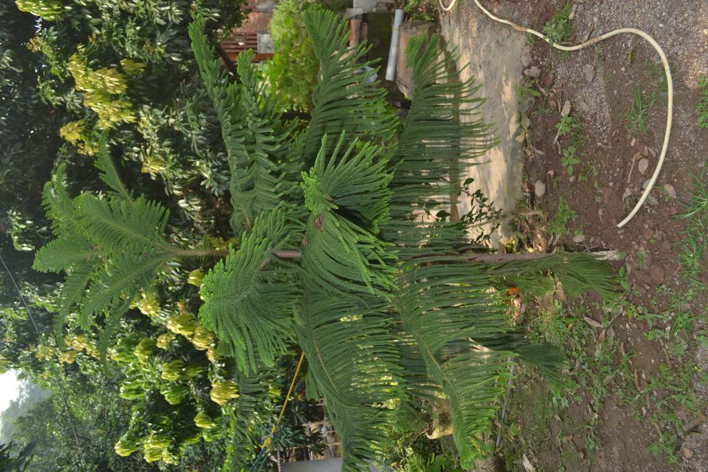 Mount Valley Mama Cottage Rishīkesh Exterior foto